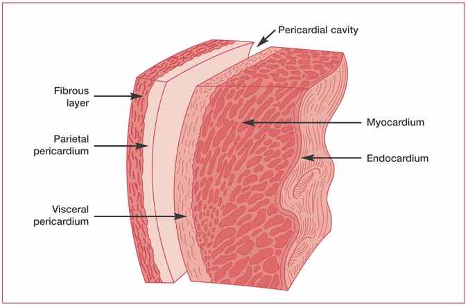 where-is-the-visceral-pericardium-located-socratic